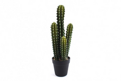 Cactus In Pot - Large