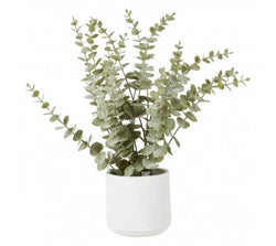Eucalyptus With White Pot