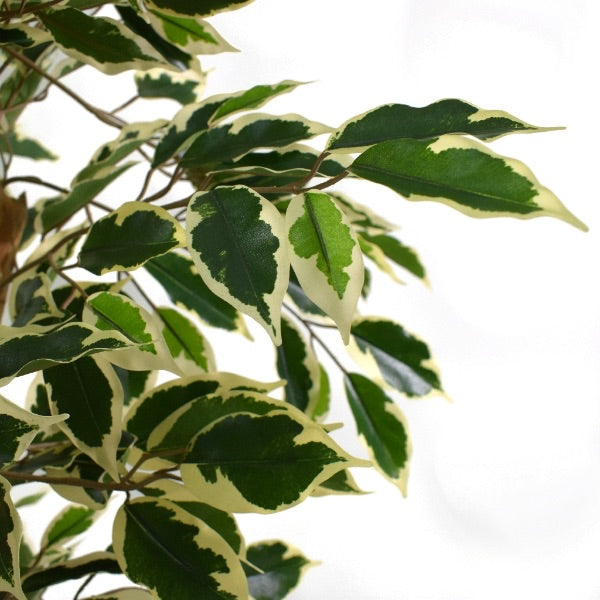 Artificial Ficus Tree Premium Variegated Plant Tree