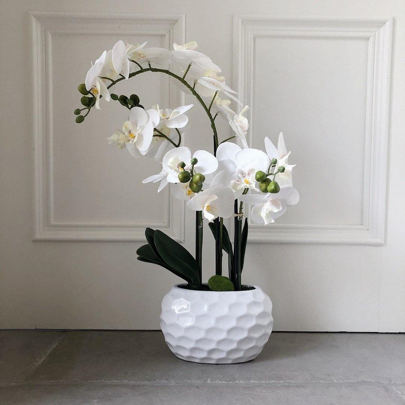 White Orchid in a Dimpled White Pot
