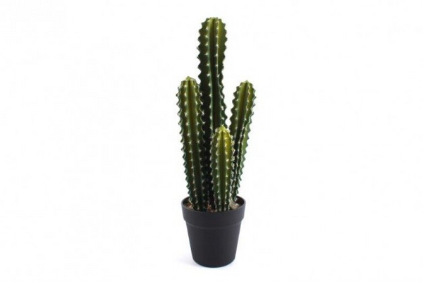Cactus In Pot - Large