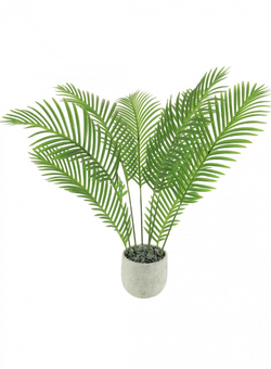 Potted Tropical Fern