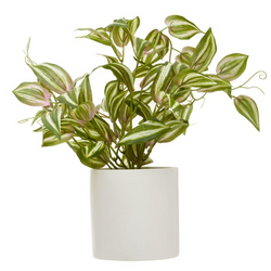 Inch plant in white ceramic pot