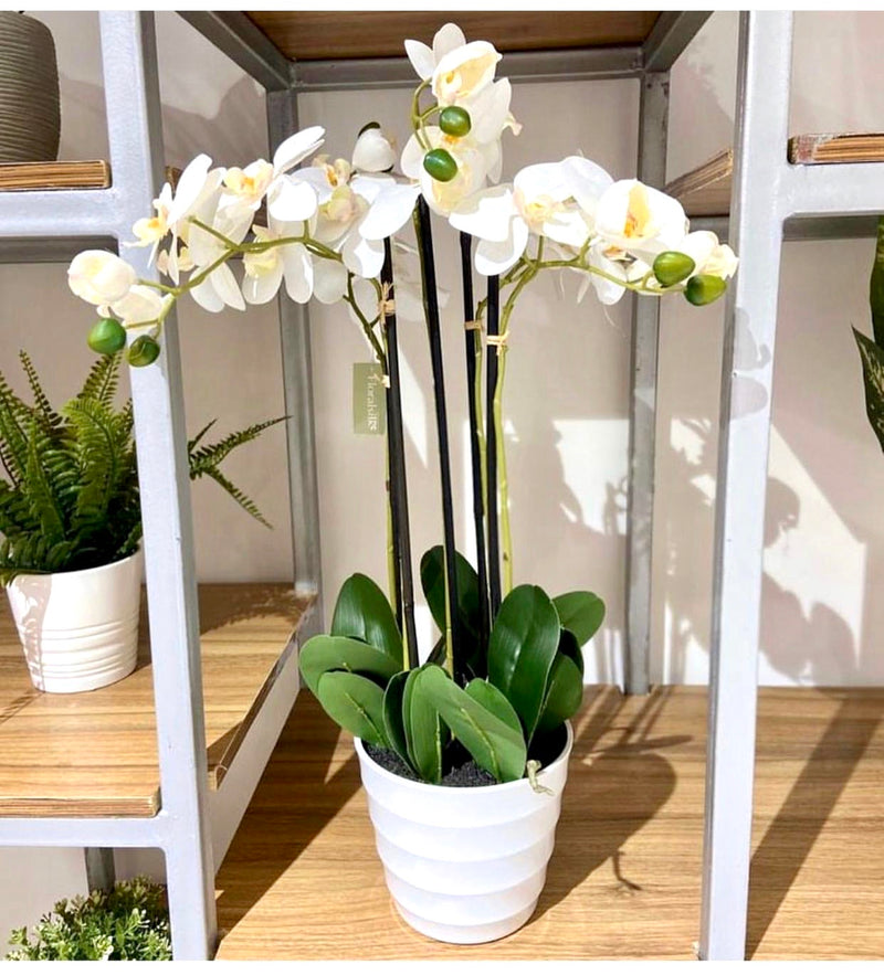 Phalaenopsis x5 in White Pot 61cm