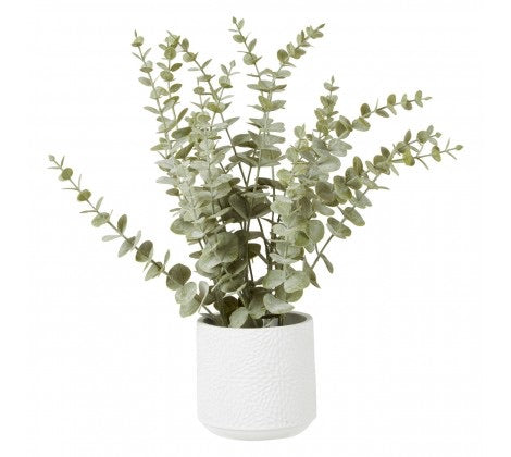 Eucalyptus With White Pot