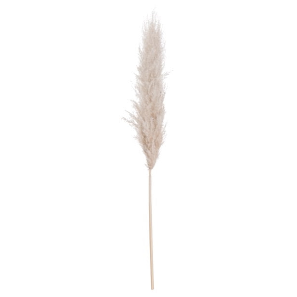 Tall Dried Pampass Grass