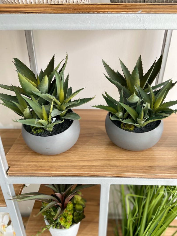 30cm Aloe in Grey Ceramic Vase
