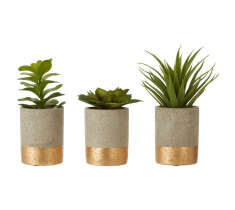 Set Of 3 Grey Pot Succulents