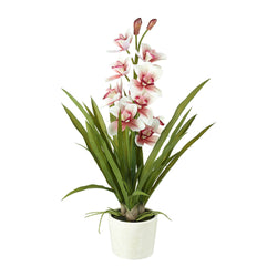 Potted Orchid Cymbidium 66cm