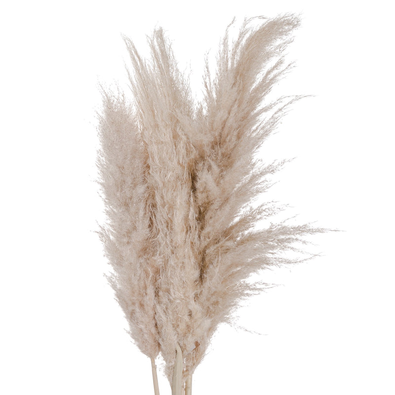 Tall Dried Pampass Grass