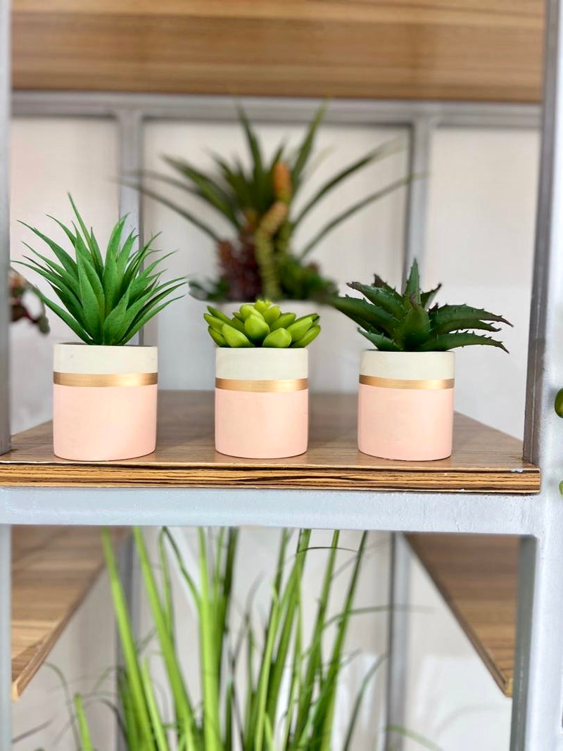 Set Of 3 Potted Succulents